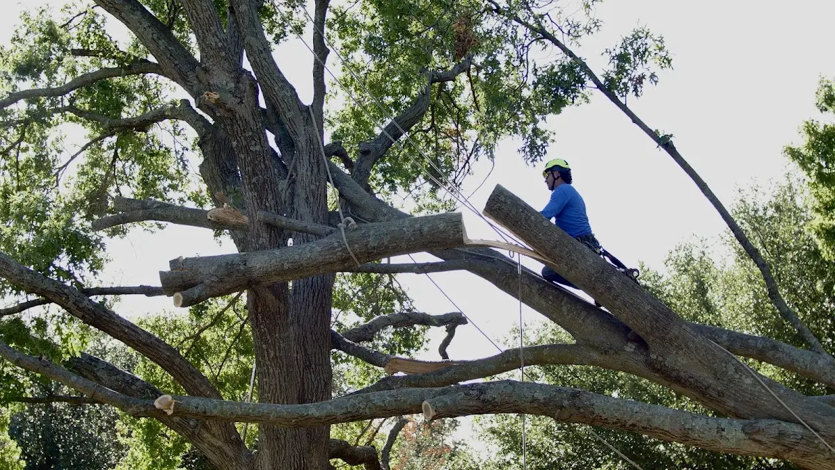 Professional Hazardous Tree Removal performed by certified arborists in Zwingle