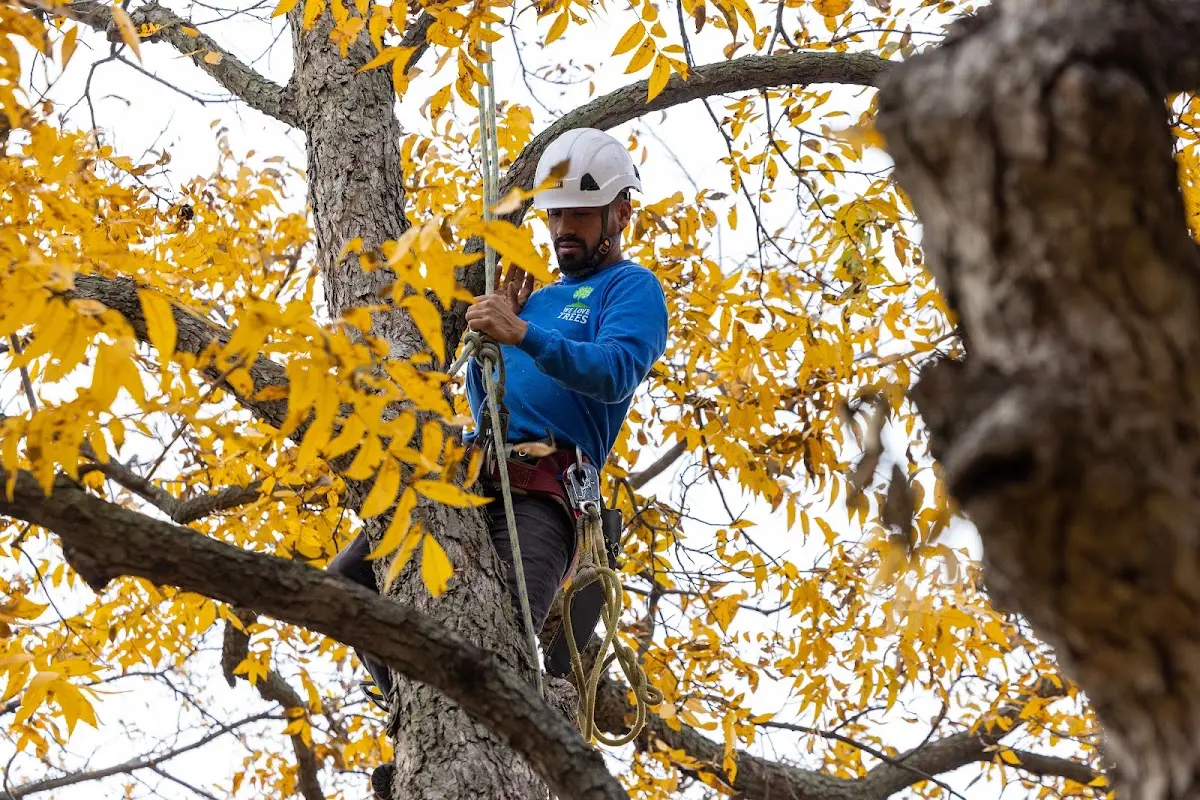 Skilled Tree Planing crew working in Zwingle