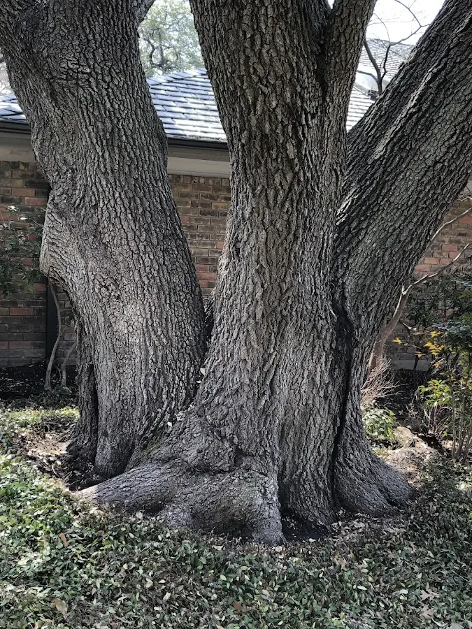 Mature heritage tree close to a Zwingle property cared for by certified arborists